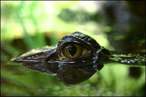 'Gator' by Neil Mealey