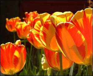 Tulips in the spring sunshine in Stuart Cane's garden in Cardiff