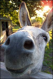 Archie the donkey, taken at The Paddocks, Abergavenny by Mike Gibson