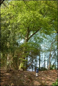 A youngster explores the woods at the Glynllifon estate in north Wales (Llinos Merks) 