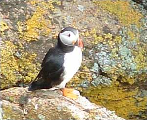 A puffin on Skomer Island off Pembrokeshire taken in May (Chris Jones)