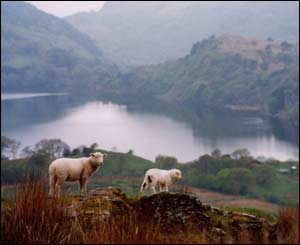 Scott Allott from Cardiff spotted these sheep while he was enjoying the scenery of Snowdonia