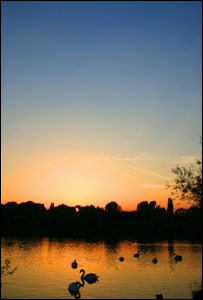 Dr Kevin Mills found these swans at Cosmeston Lakes