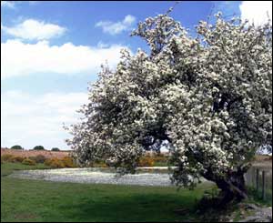 A striking tree at Brecon National Park, sent by Michael Earl from Porthcawl