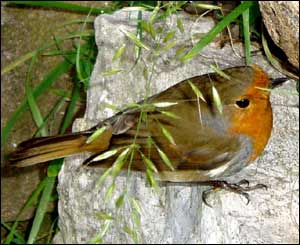 This robin is a frequent visitor to the gardens in the old isolation unit at Bron y Nant, Colwyn Bay, from Julia Davies, Abergele
