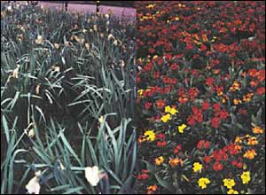 Faded flowers and colourful blooms
