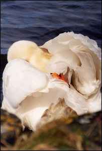 A camera-shy swan at the Foryd, by Ifor Williams, Llanfaglan