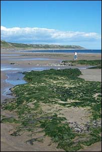 A beachcomber searching among exposed ancient tree trunks on Horton beach, Gower (Sian Thomas)
