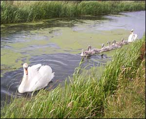 A family of swans at St Brides near Newport (Glen Perry)