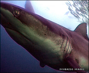 An inquisitive bronze whaler shark