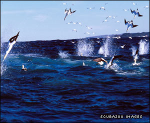 Cape gannets diving for sardines
