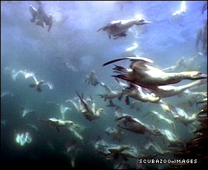 Cape gannets hitting the baitball from above