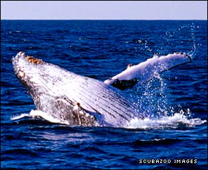 Humpback whale breaching