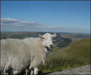 Andrew Cochlin sent this sheepish view of Treorchy