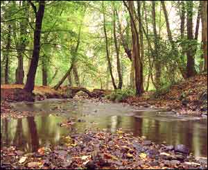 A shady pool in Stradey Park, Llanelli (Paul May)