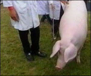 A pig at the show