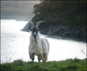A goat which came down from the hills after a storm in Llanberis, taken by Loren Roberts