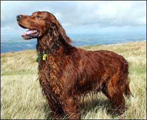 Richard Eadon, from Chippenham, sent in this shot of his Irish Setter, Douglas, in the Black Mountains in Talgarth