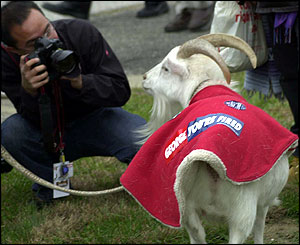 Goat pictured wearing a coat inscribed: George You're Fired