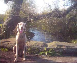 Becky Marsh took this picture of her dog, called Cat, along an old disused tramway running right from Aberdare to Penderyn