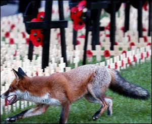 A startled fox ran in circles around the Field of Remembrance at Westminster Abbey.