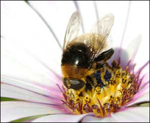 A bee feeding on a flower in Undy, Monmouthshire, by John Page from Undy