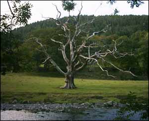 This striking tree at Betws-y-Coed was sent in by Milan Gough