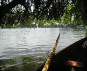A picture from under a tree at the side of Roath Lake, Cardiff (Andrew Jardine)