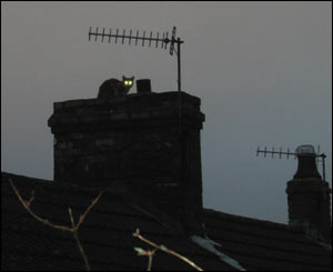 Jennie Tann spotted this feline watching out for birds from her garden in Ferndale