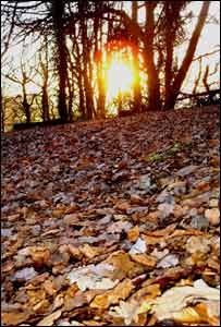 Leaves against a setting sun at the Kymin, near Monmouth (John Parker)