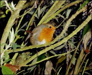 A robin that greeted us in the car park at the National Wetland Centre of Wales (Chris Stirling, Swansea)