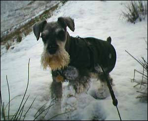 Claire Critchley from Sevenoaks, Kent took this picture of her dog Noggin in the foothills of Cader Idris over the Christmas holiday