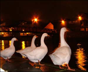 Geese on a night out in Haverfordwest, captured by Chris Talbot