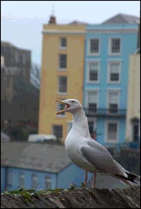 Markus Williner from Bern, Switzerland, visited Tenby, Pembrokeshire and immortalised a seagull