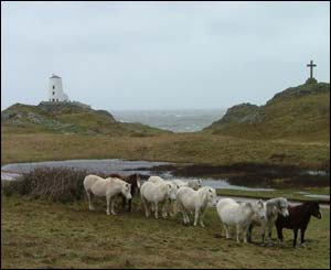 Ponies sheltering from the strong south westerly wind on Llanddwyn Island, west Anglesey, sent by Gareth Roberts