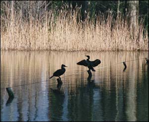 Birds at Tredegar Park, Newport, sent in by Richard Pearson from Llandaff