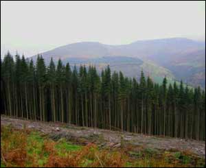 This impressive treeline was sent by Wendy Toomey from Powys