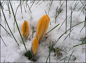 Crocuses poking through the snow