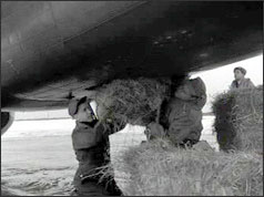 RAF personnel loading straw onto an aircraft
