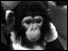Baby chimpanzee