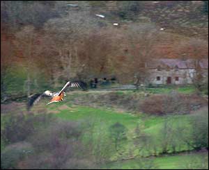 This Red Kite was taken on a very cold winter afternoon by Mark Link of Cynghordy