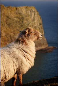Peter Russell from Swansea took this picture on the cliff at Mewslade bay near Wormshead in the Gower
