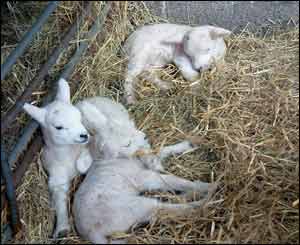 These sleepy triplets were born in Cynghordy in a warm cosy barn - taken by Eileen Garske of Cynghordy from Carmarthenshire