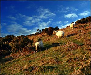 Sheep on the cliffs at Wormshead in Gower on a beautiful spring afternoon, sent by Peter Russell