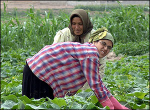 Two women in fields harvesting crop