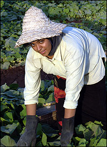Iranian woman in fields tending to crop