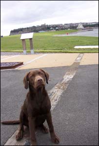 Rollo the labrador at the Cardiff barrage park, Penarth (Lisa Jones)