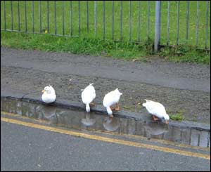 A photo of ducks dabbling in a puddle in Collier Road, Newport (Mik Standing)