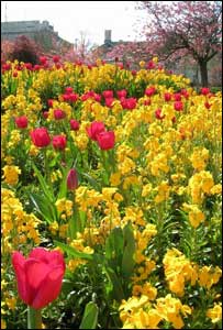 Tulips in full bloom in the park opposite Cardiff University's main building (Cindy Chen)