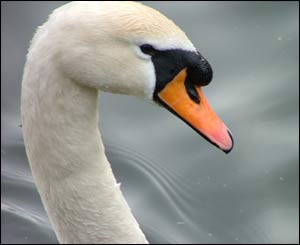 Gareth Roberts sent in this shot of a swan at Parc Menai in Bangor